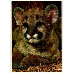 Cougar Cub Postcard Vintage 1980 Felis Concolor By Breck P Kent Printed In Japan